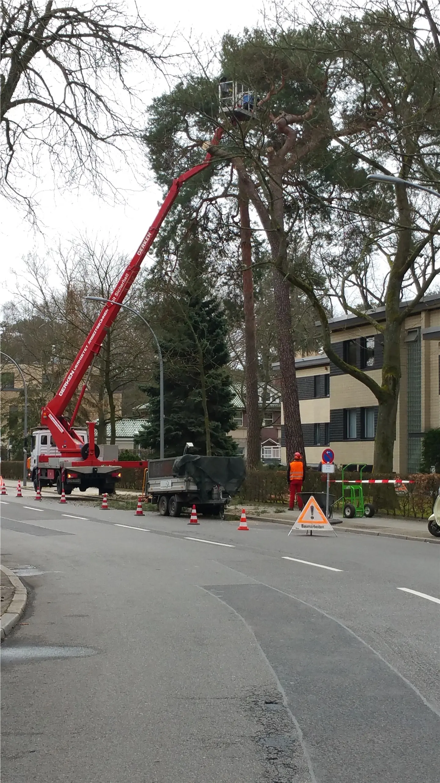 Arbeitsbühne an einem hohen Nadelbaum während der Baumarbeiten
